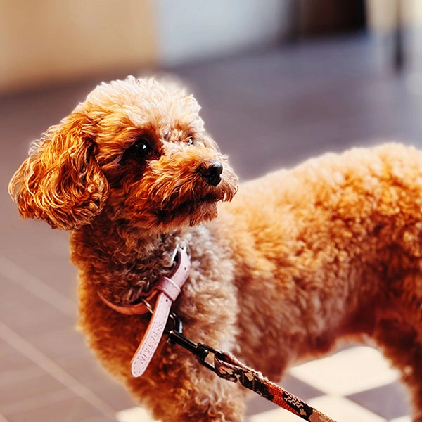 mytujemy-parabar-grunwald-3