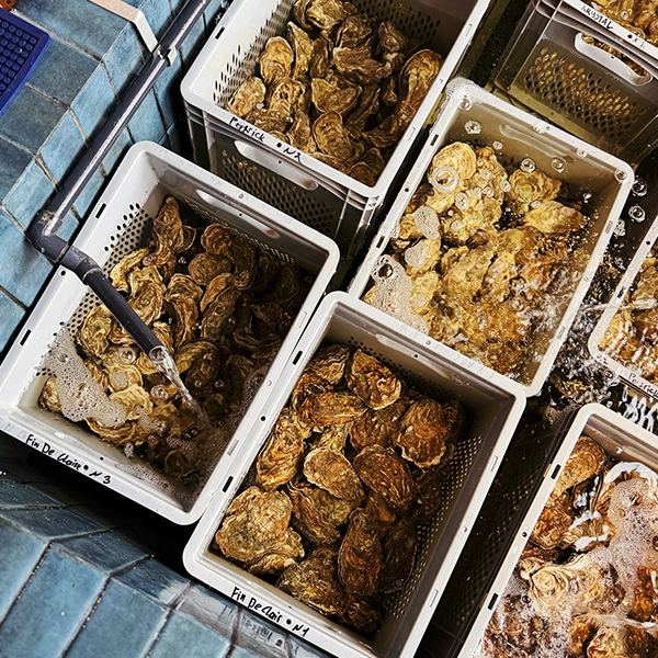 mytujemy-CZARNOMORKA-4